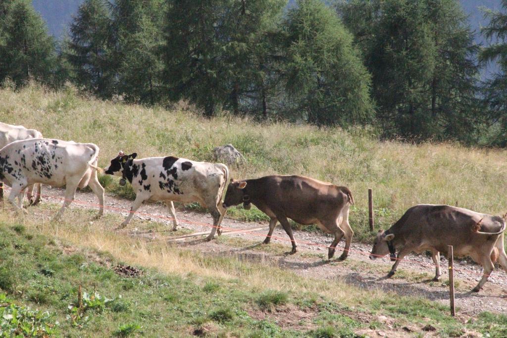 Nestalp Malga Campo Peio Exterior foto