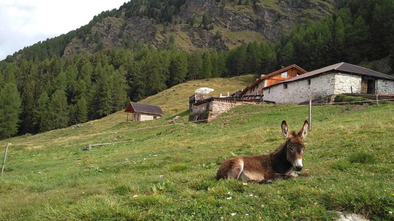 Nestalp Malga Campo Peio Exterior foto
