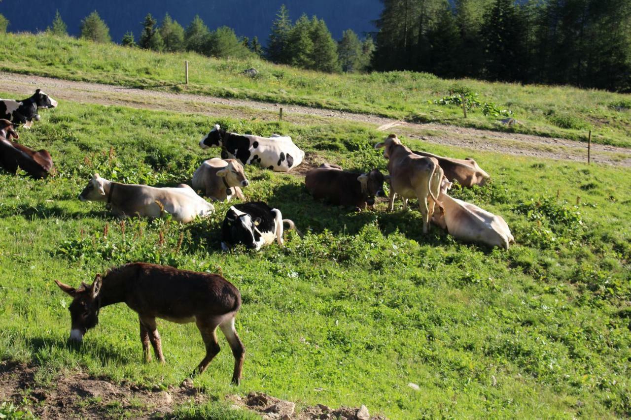Nestalp Malga Campo Peio Exterior foto